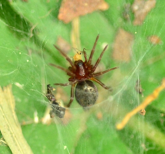 Agelena labyrinthica - Sernaglia della Battaglia (TV)